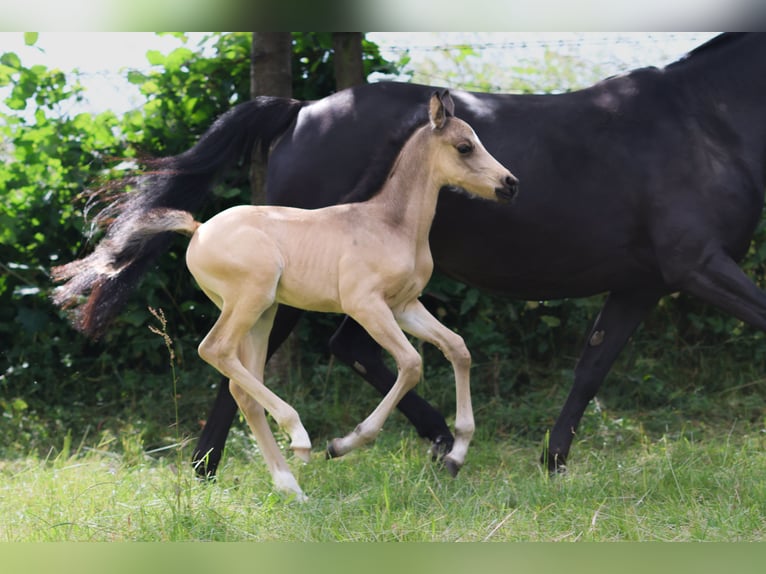 Deutsches Reitpony Hengst Fohlen (05/2024) Buckskin in Bad Essen