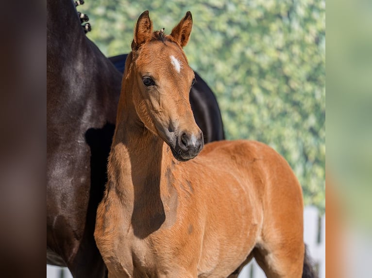 Deutsches Reitpony Hengst Fohlen (03/2026) Buckskin in Wettringen