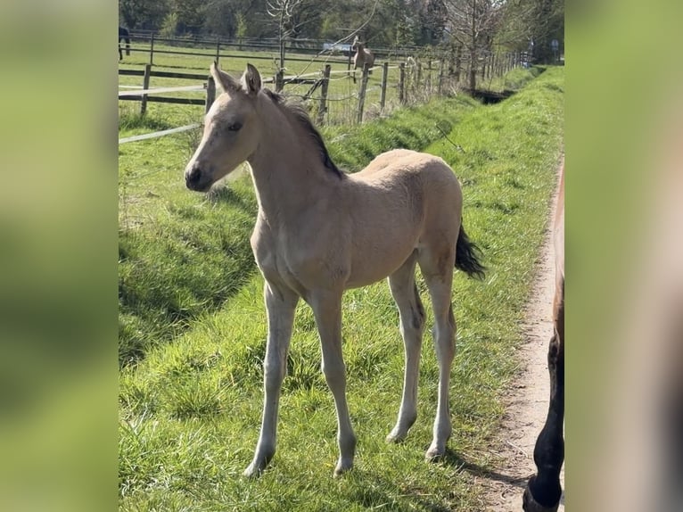 Deutsches Reitpony Hengst Fohlen (01/2026) Buckskin in Achim