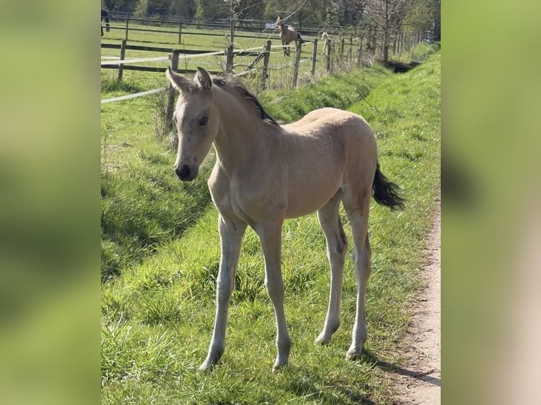 Deutsches Reitpony Hengst Fohlen (01/2026) Buckskin in Achim