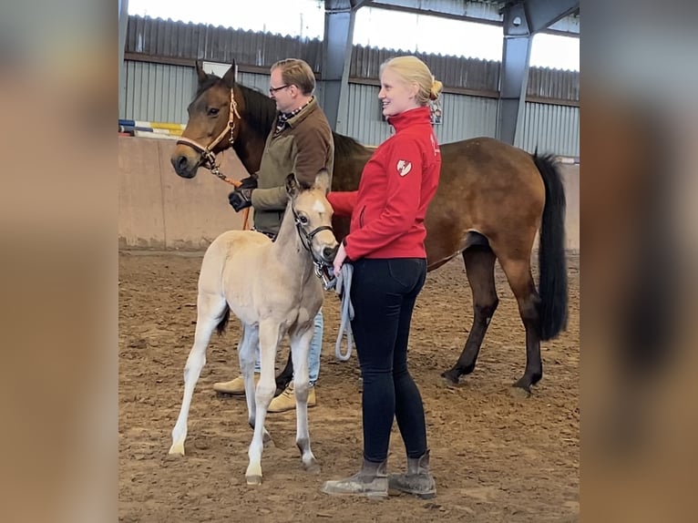 Deutsches Reitpony Hengst Fohlen (01/2026) Buckskin in Achim
