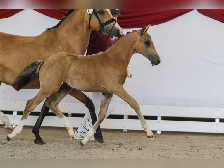 Deutsches Reitpony Hengst Fohlen (05/2025) Buckskin in Wendehausen