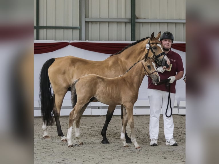 Deutsches Reitpony Hengst Fohlen (05/2025) Buckskin in Wendehausen