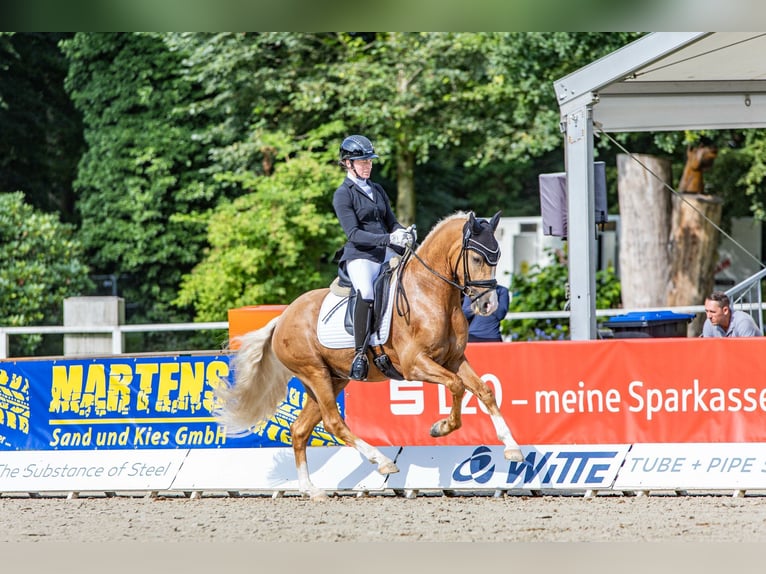 Deutsches Reitpony Hengst Fohlen (05/2025) Buckskin in Wendehausen