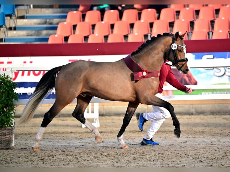 Deutsches Reitpony Hengst Fohlen (05/2025) Buckskin in Wendehausen