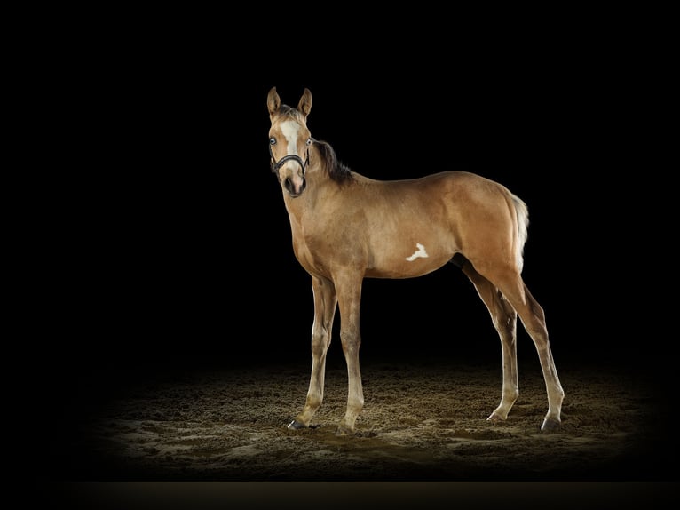 Deutsches Reitpony Hengst Fohlen (05/2026) Buckskin in Lüdinghausen