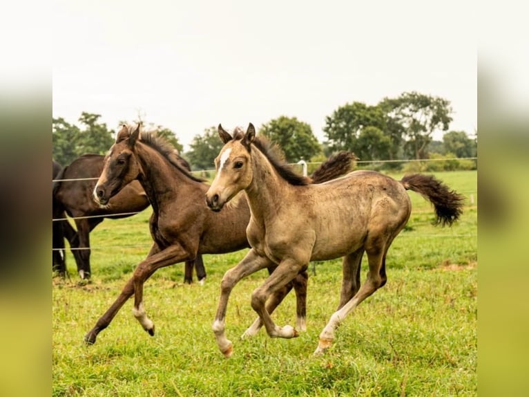 Deutsches Reitpony Hengst Fohlen (01/2026) Buckskin in Großheide