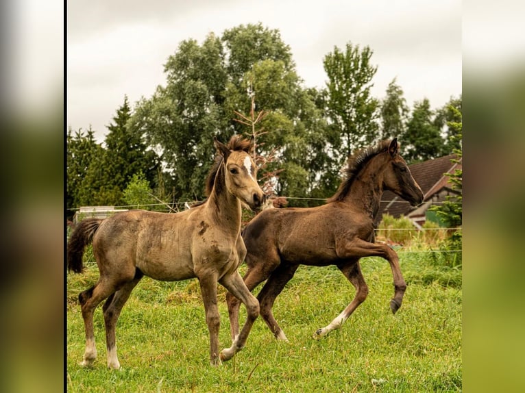 Deutsches Reitpony Hengst Fohlen (01/2026) Buckskin in Großheide