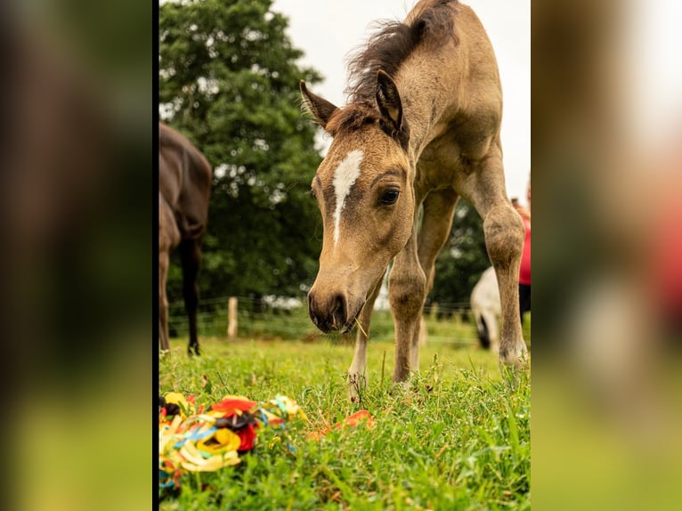 Deutsches Reitpony Hengst Fohlen (01/2026) Buckskin in Großheide