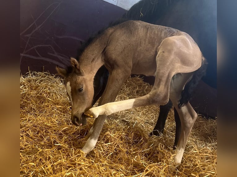 Deutsches Reitpony Hengst Fohlen (01/2026) Buckskin in Großheide