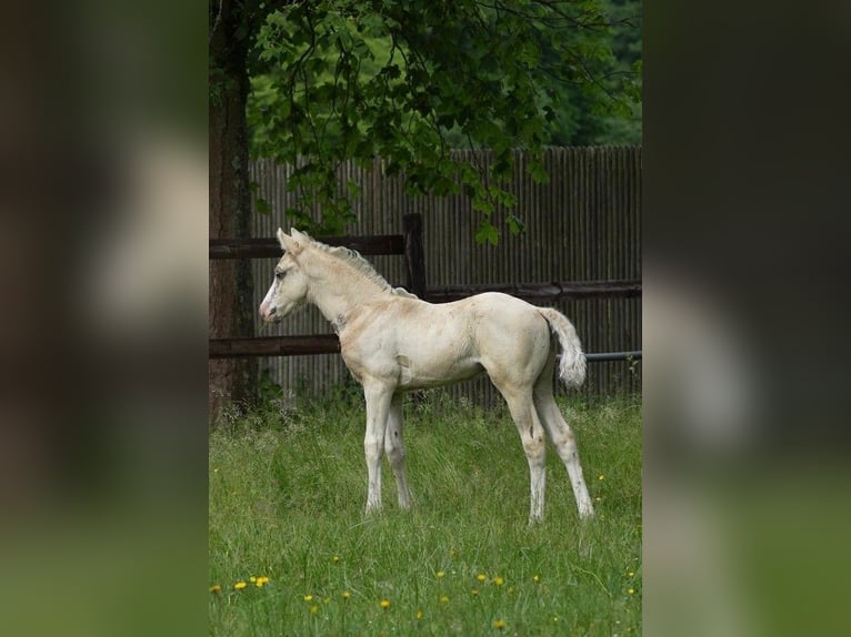 Deutsches Reitpony Hengst  Champagne in Adainville