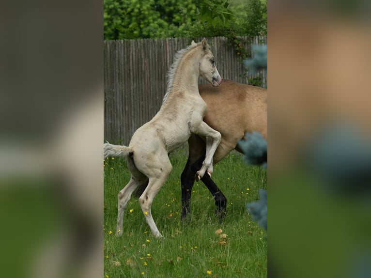 Deutsches Reitpony Hengst  Champagne in Adainville