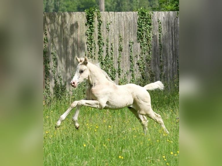 Deutsches Reitpony Hengst  Champagne in Adainville