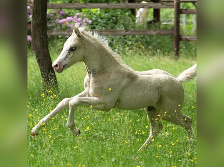 Deutsches Reitpony Hengst  Champagne in Adainville