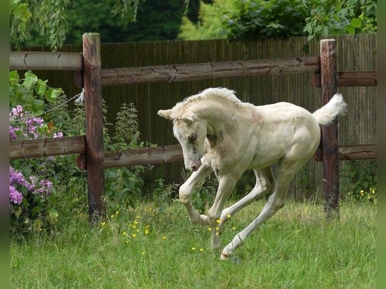 Deutsches Reitpony Hengst  Champagne in Adainville