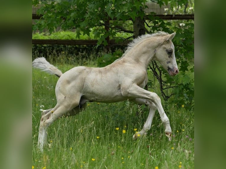 Deutsches Reitpony Hengst  Champagne in Adainville