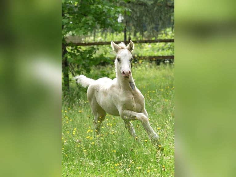 Deutsches Reitpony Hengst  Champagne in Adainville