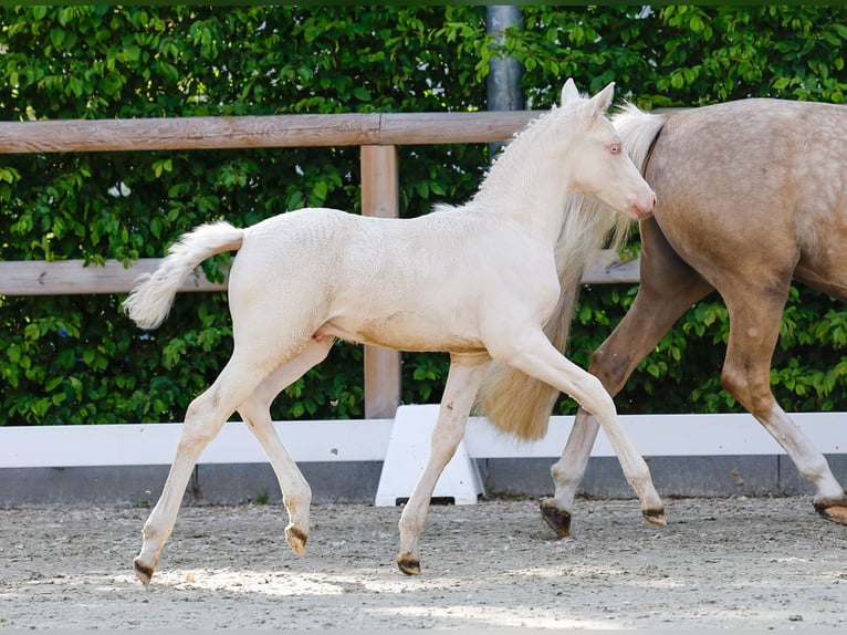 Deutsches Reitpony Hengst  Cremello in Neuhof / Poel