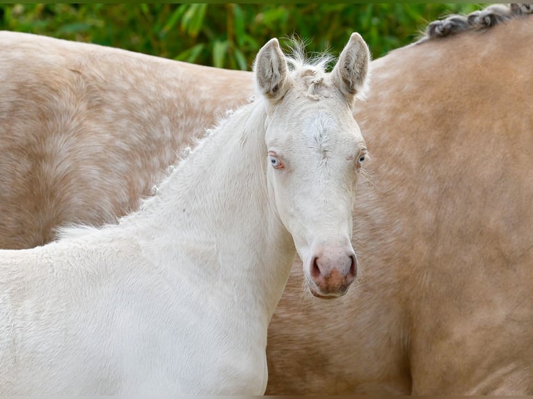 Deutsches Reitpony Hengst  Cremello in Neuhof / Poel