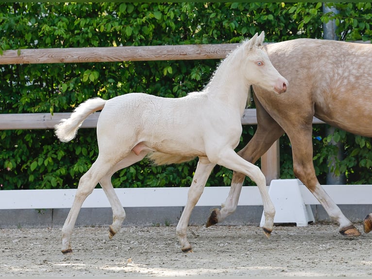 Deutsches Reitpony Hengst  Cremello in Neuhof / Poel