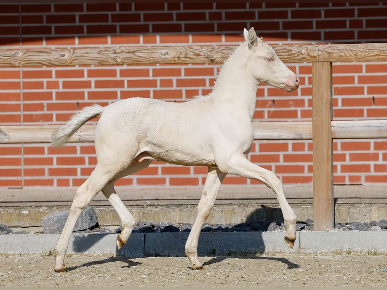 Deutsches Reitpony Hengst  Cremello in Neuhof / Poel
