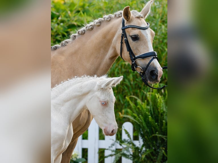 Deutsches Reitpony Hengst  Cremello in Neuhof / Poel