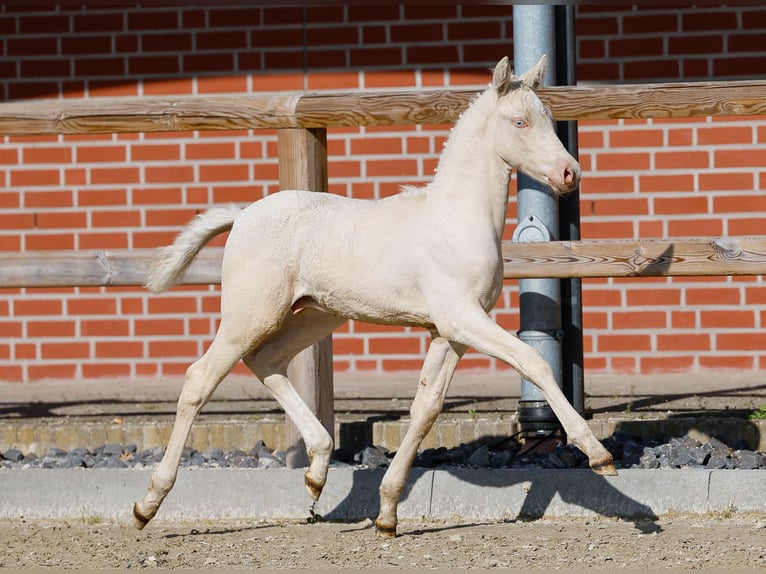 Deutsches Reitpony Hengst  Cremello in Neuhof / Poel