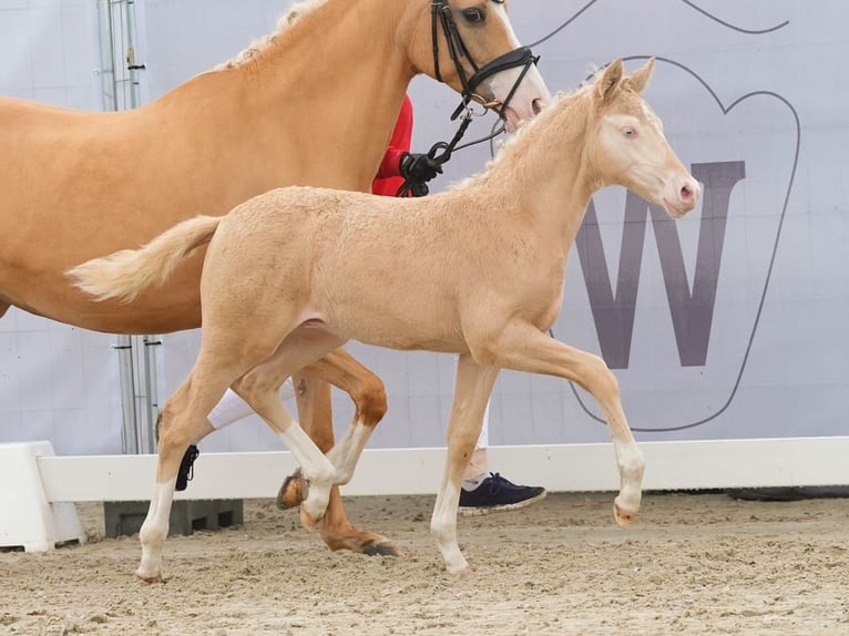 Deutsches Reitpony Hengst Fohlen (02/2024) Cremello in Münster