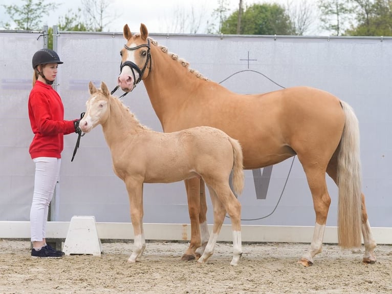 Deutsches Reitpony Hengst Fohlen (02/2024) Cremello in Münster