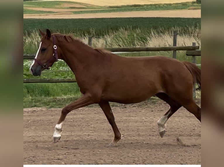 Deutsches Reitpony Hengst  Cremello in M&#xFC;nstermaifeldM&#xFC;nstermaifeld