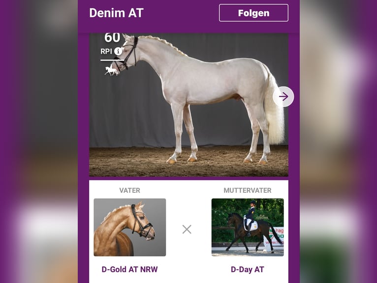 Deutsches Reitpony Hengst  Cremello in M&#xFC;nstermaifeldM&#xFC;nstermaifeld