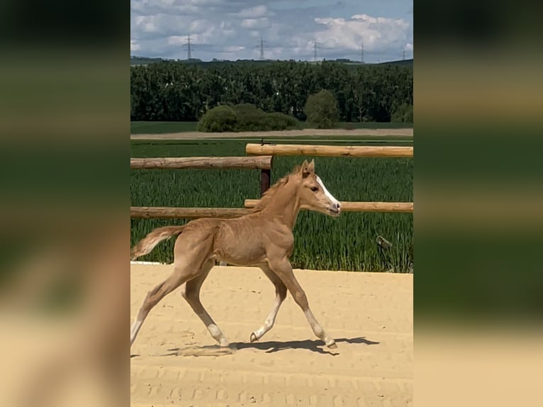 Deutsches Reitpony Hengst  Cremello in M&#xFC;nstermaifeldM&#xFC;nstermaifeld