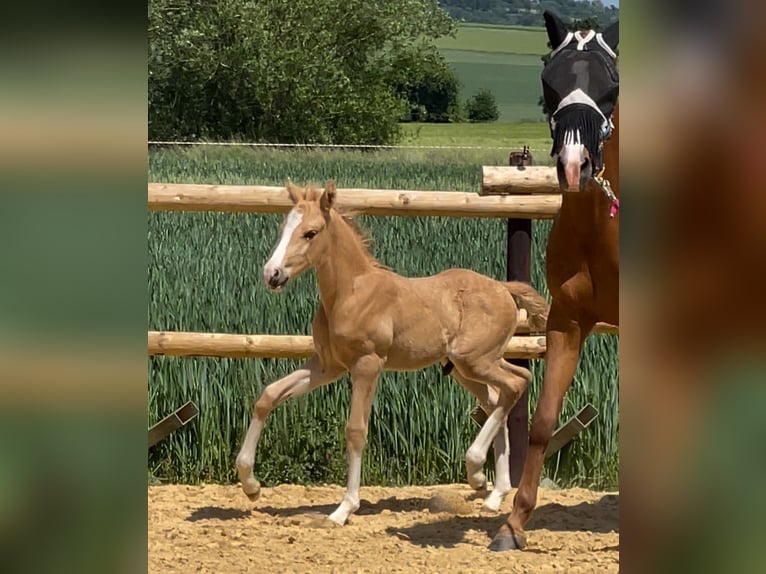 Deutsches Reitpony Hengst  Cremello in M&#xFC;nstermaifeldM&#xFC;nstermaifeld