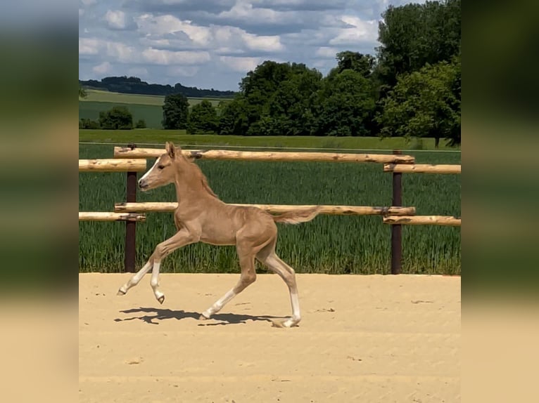 Deutsches Reitpony Hengst  Cremello in M&#xFC;nstermaifeldM&#xFC;nstermaifeld