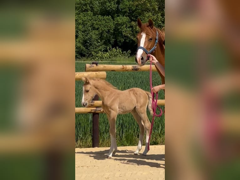 Deutsches Reitpony Hengst  Cremello in M&#xFC;nstermaifeldM&#xFC;nstermaifeld