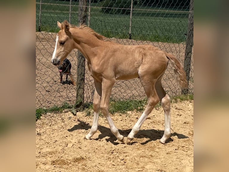 Deutsches Reitpony Hengst  Cremello in M&#xFC;nstermaifeldM&#xFC;nstermaifeld