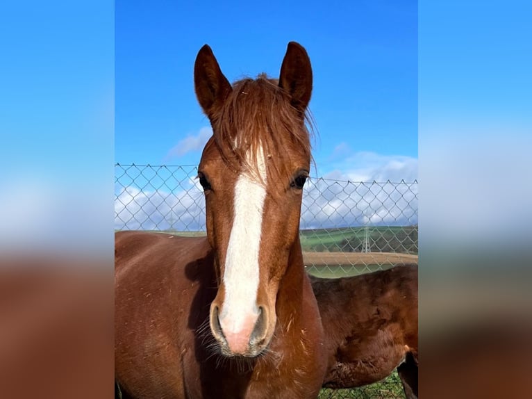 Deutsches Reitpony Hengst  Cremello in M&#xFC;nstermaifeldM&#xFC;nstermaifeld