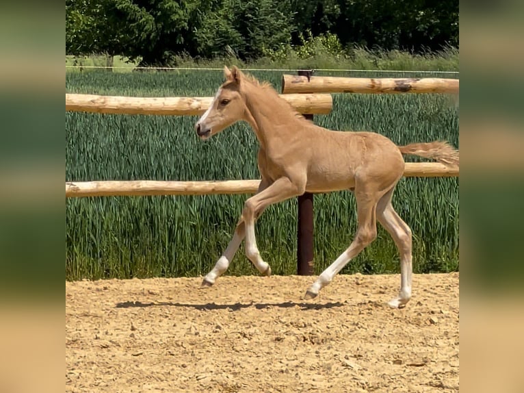 Deutsches Reitpony Hengst  Cremello in M&#xFC;nstermaifeldM&#xFC;nstermaifeld