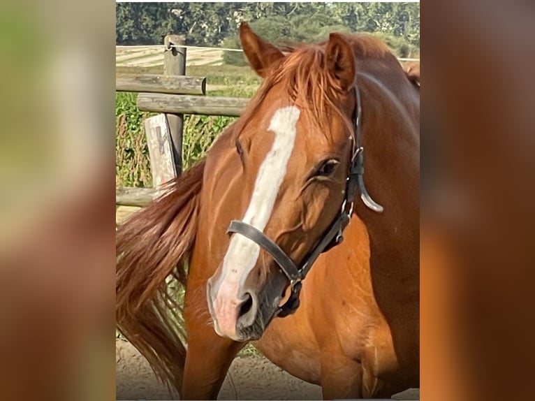 Deutsches Reitpony Hengst  Cremello in M&#xFC;nstermaifeldM&#xFC;nstermaifeld