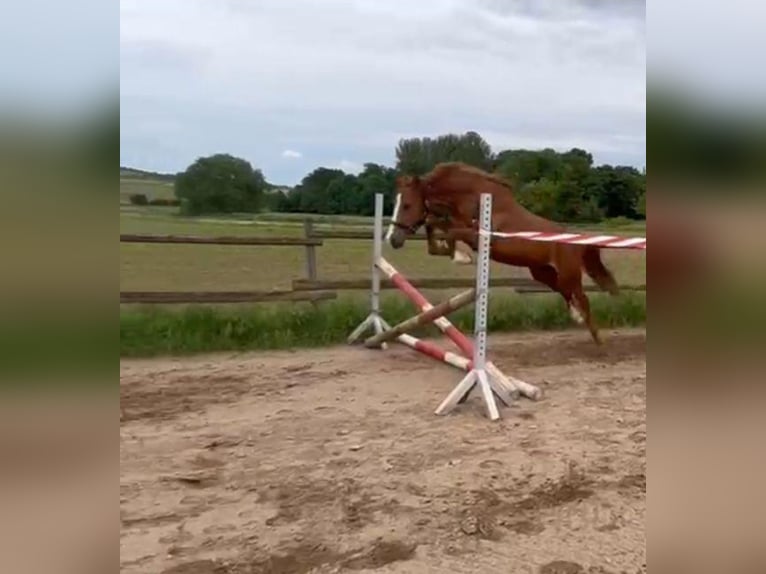 Deutsches Reitpony Hengst  Cremello in M&#xFC;nstermaifeldM&#xFC;nstermaifeld