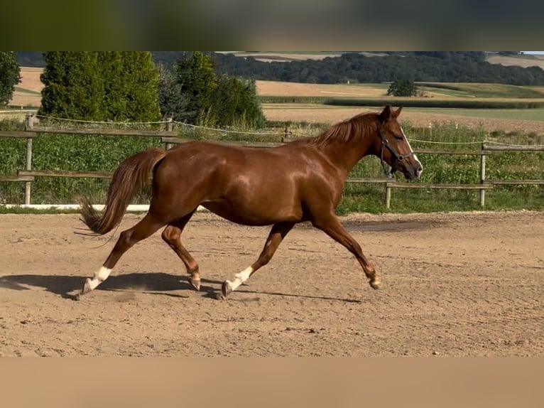 Deutsches Reitpony Hengst  Cremello in M&#xFC;nstermaifeldM&#xFC;nstermaifeld