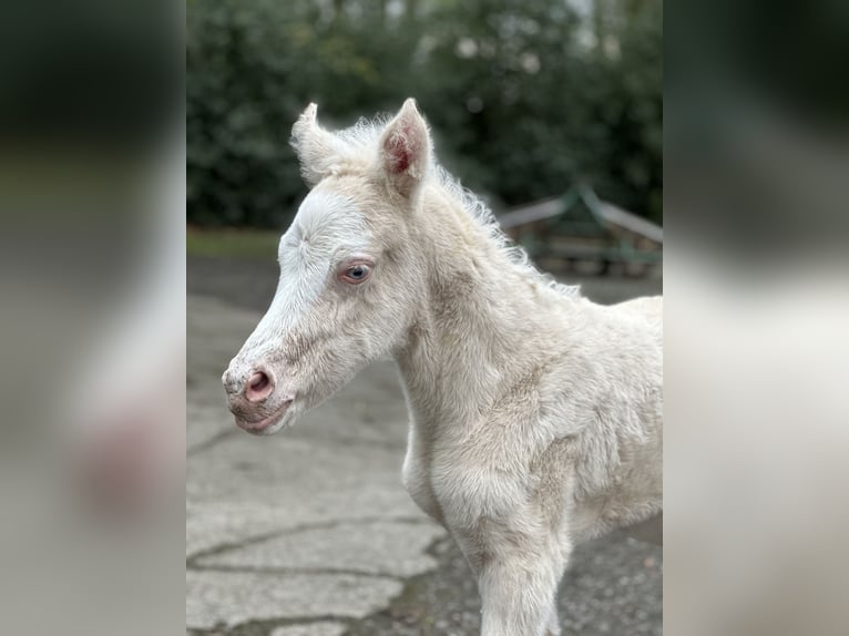 Deutsches Reitpony Hengst Fohlen (04/2025) Cremello in Wettringen