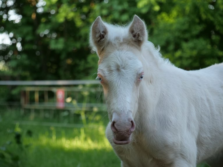 Deutsches Reitpony Hengst Fohlen (04/2025) Cremello in Wettringen