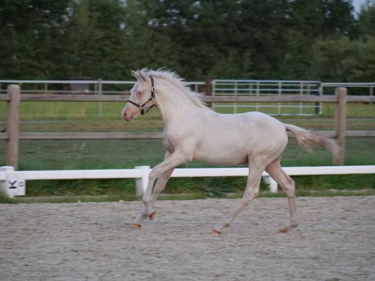 Deutsches Reitpony Hengst Fohlen (04/2025) Cremello in Wettringen