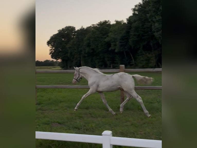 Deutsches Reitpony Hengst Fohlen (04/2025) Cremello in Wettringen