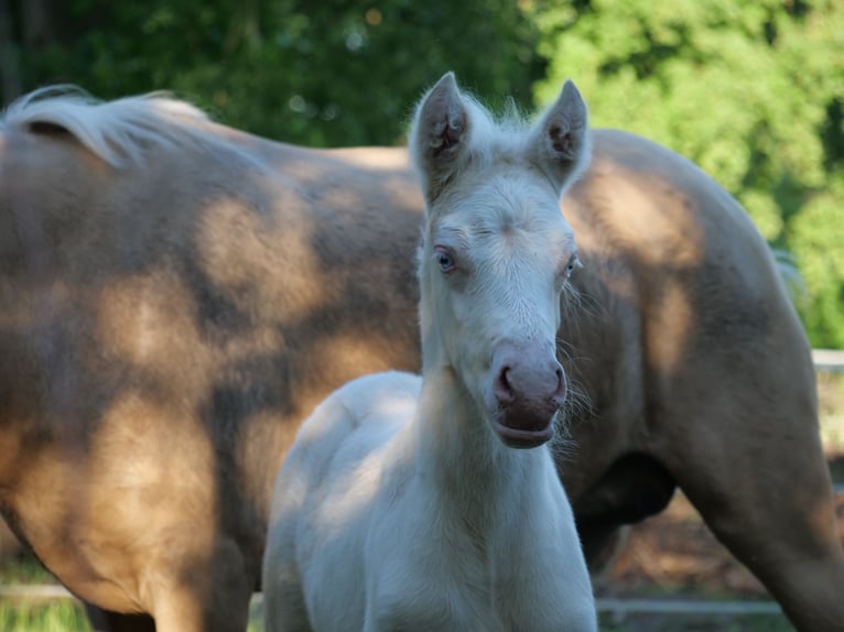 Deutsches Reitpony Hengst Fohlen (04/2025) Cremello in Wettringen
