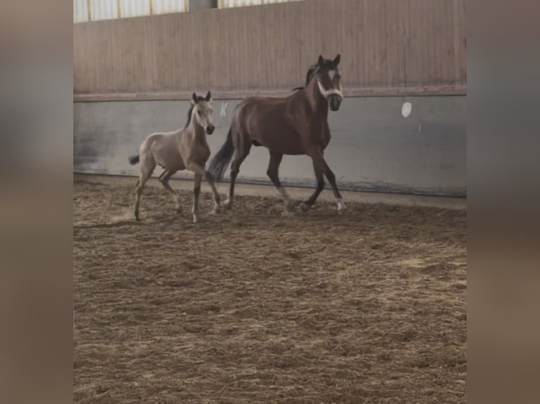 Deutsches Reitpony Hengst Fohlen (02/2026)  in Schöppingen