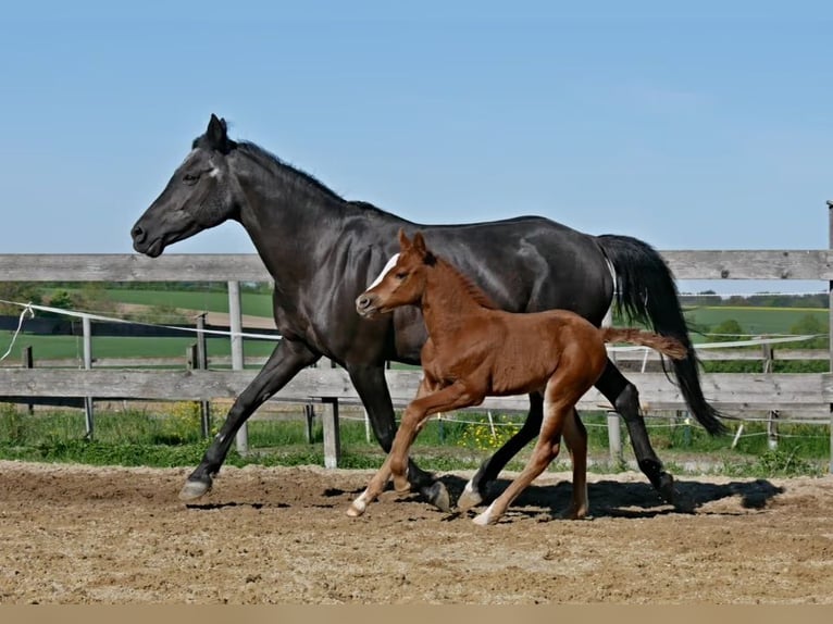 Deutsches Reitpony Hengst  in Adlkofen