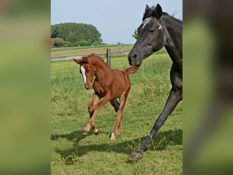 Deutsches Reitpony Hengst  in Adlkofen