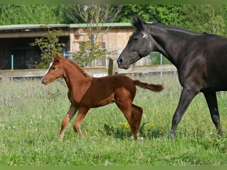 Deutsches Reitpony Hengst  in Adlkofen